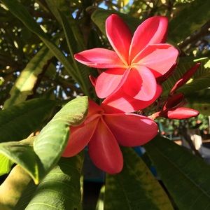 Meet your Posher, Mey